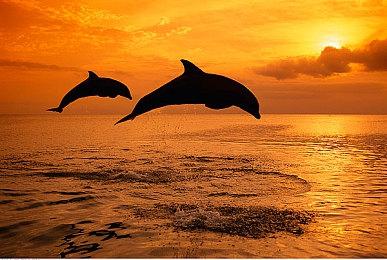 《Apex英雄》动态平性步枪皮肤因破坏平衡惨遭“削弱”